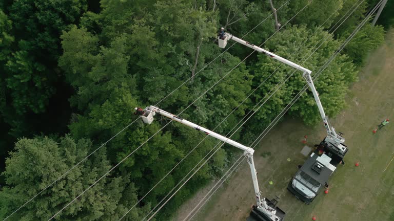 How Our Tree Care Process Works  in Indian River Estates, FL